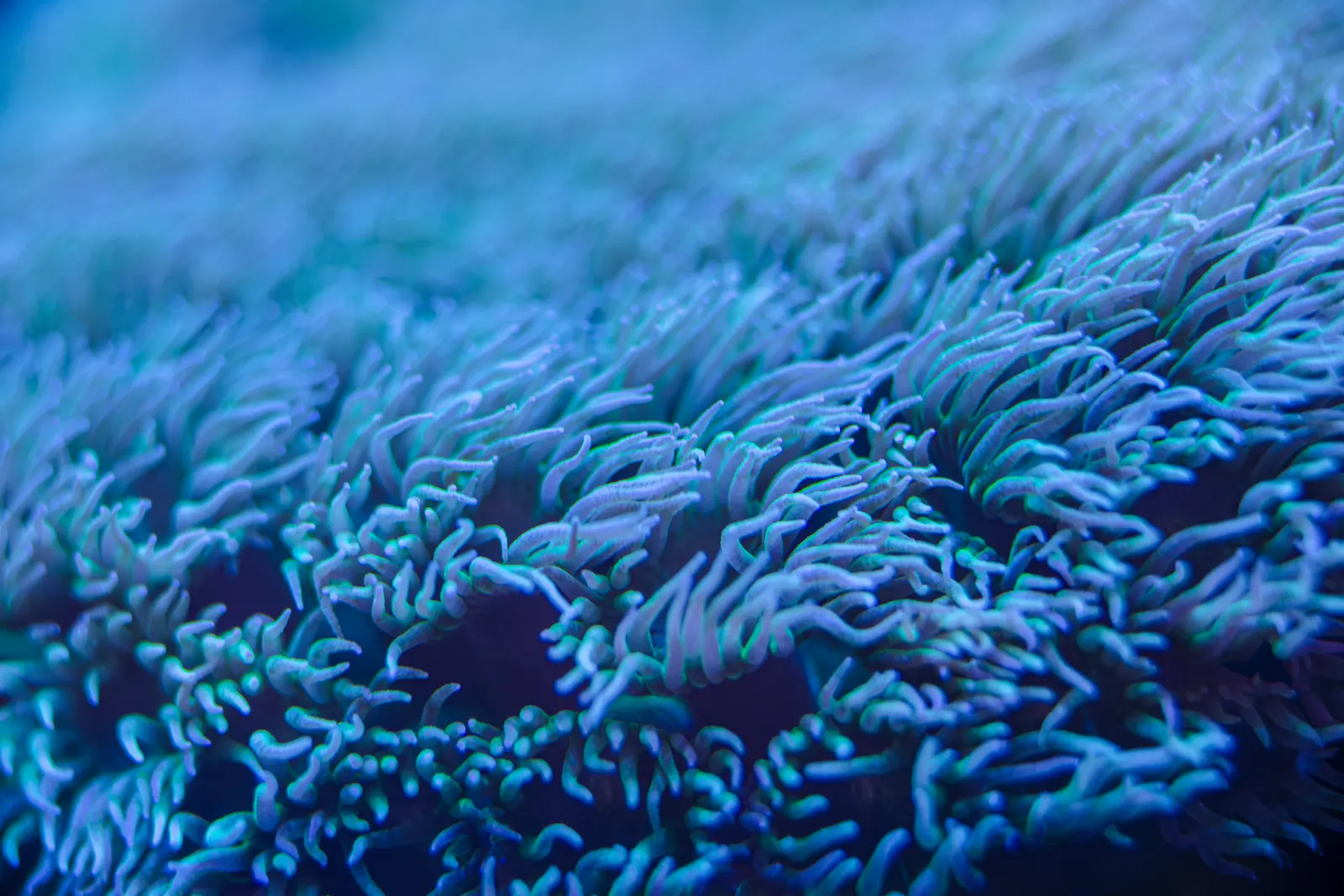 CoralBay