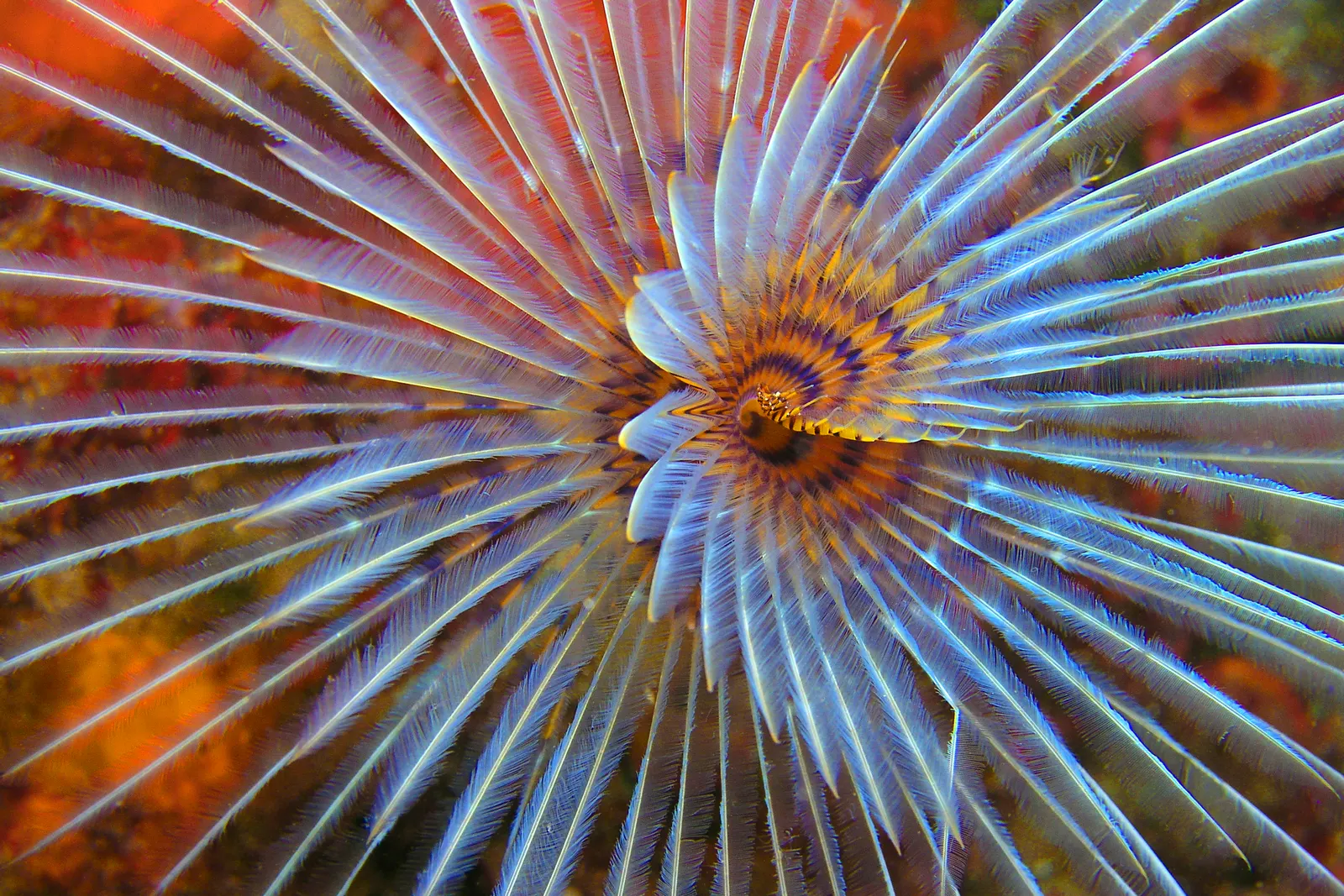 CoralBay